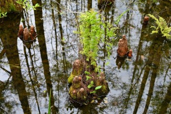 grassy-waters-preserve-west-palm-beach-Floride-0698