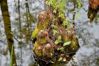 grassy-waters-preserve-west-palm-beach-Floride-0699
