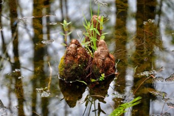 grassy-waters-preserve-west-palm-beach-Floride-0700