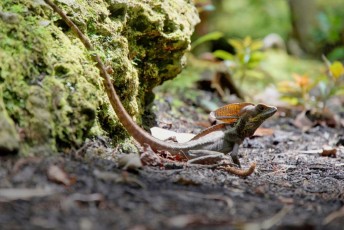 Jardins Japonais Morikami à Delray Beach