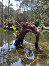 morikami-musee-jardins-0282