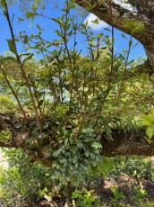 morikami-musee-jardins-0313