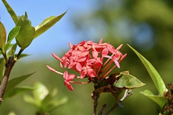 morikami-musee-jardins-0783