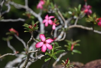 morikami-musee-jardins-0801