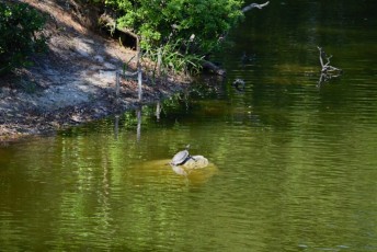 morikami-musee-jardins-0804