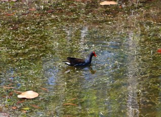 morikami-musee-jardins-0817