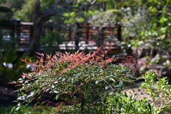 morikami-musee-jardins-0818