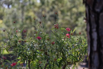 morikami-musee-jardins-0820