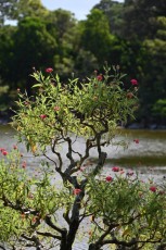 morikami-musee-jardins-0823