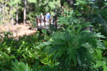 morikami-musee-jardins-0850