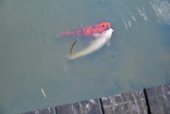 morikami-musee-jardins-0851