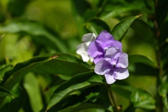 morikami-musee-jardins-0876