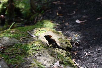 morikami-musee-jardins-0910