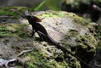 morikami-musee-jardins-0912 (1)