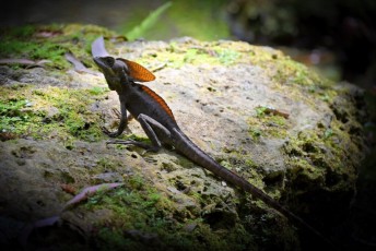 morikami-musee-jardins-0912