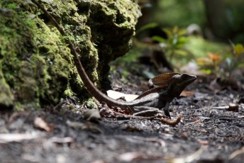 morikami-musee-jardins-0932