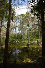 morikami-musee-jardins-0935