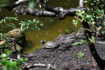 morikami-musee-jardins-0937