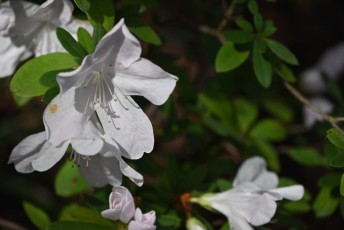 morikami-musee-jardins-0938
