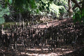 morikami-musee-jardins-0977