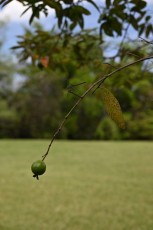 morikami-musee-jardins-0983