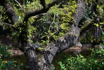 morikami-musee-jardins-0997