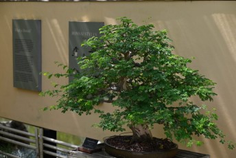 morikami-musee-jardins-1005