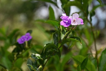 morikami-musee-jardins-1012