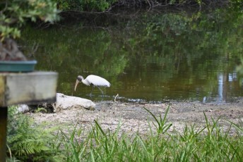 morikami-musee-jardins-1031