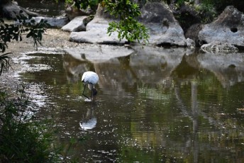 morikami-musee-jardins-1068