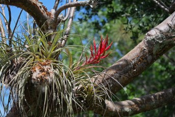morikami-musee-jardins-1083
