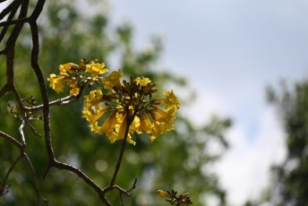 morikami-musee-jardins-1088