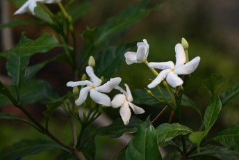 morikami-musee-jardins-1110