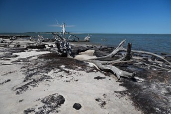 Plage de The Black Rocks / Driftwood Beach sur l'île de Big Talbot à Jacksonville en Floride