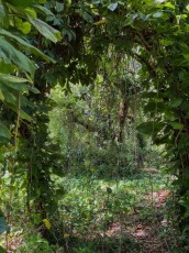 long-key-natural-area-davie-floride-2648