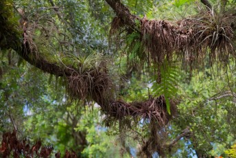 long-key-natural-area-davie-floride-6323
