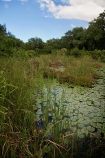 long-key-natural-area-davie-floride-6367
