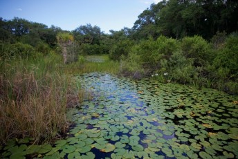 long-key-natural-area-davie-floride-6373