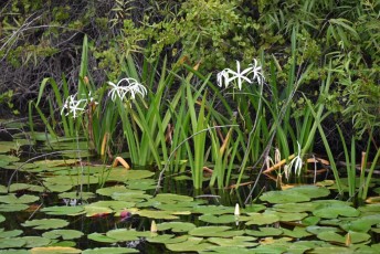 long-key-natural-area-davie-floride-6374