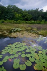 long-key-natural-area-davie-floride-6377