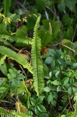 long-key-natural-area-davie-floride-6390