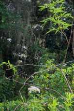 long-key-natural-area-davie-floride-6392
