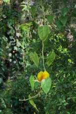 long-key-natural-area-davie-floride-6395