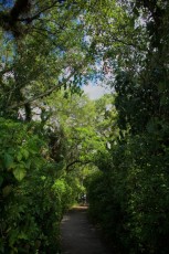 long-key-natural-area-davie-floride-6397