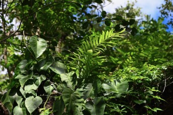 long-key-natural-area-davie-floride-6398