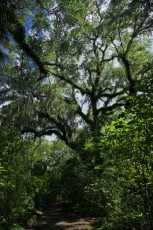 long-key-natural-area-davie-floride-6399