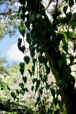 long-key-natural-area-davie-floride-6400