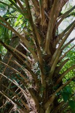 long-key-natural-area-davie-floride-6403