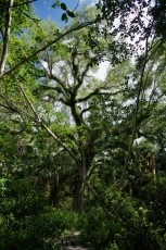 long-key-natural-area-davie-floride-6408