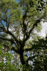 long-key-natural-area-davie-floride-6409